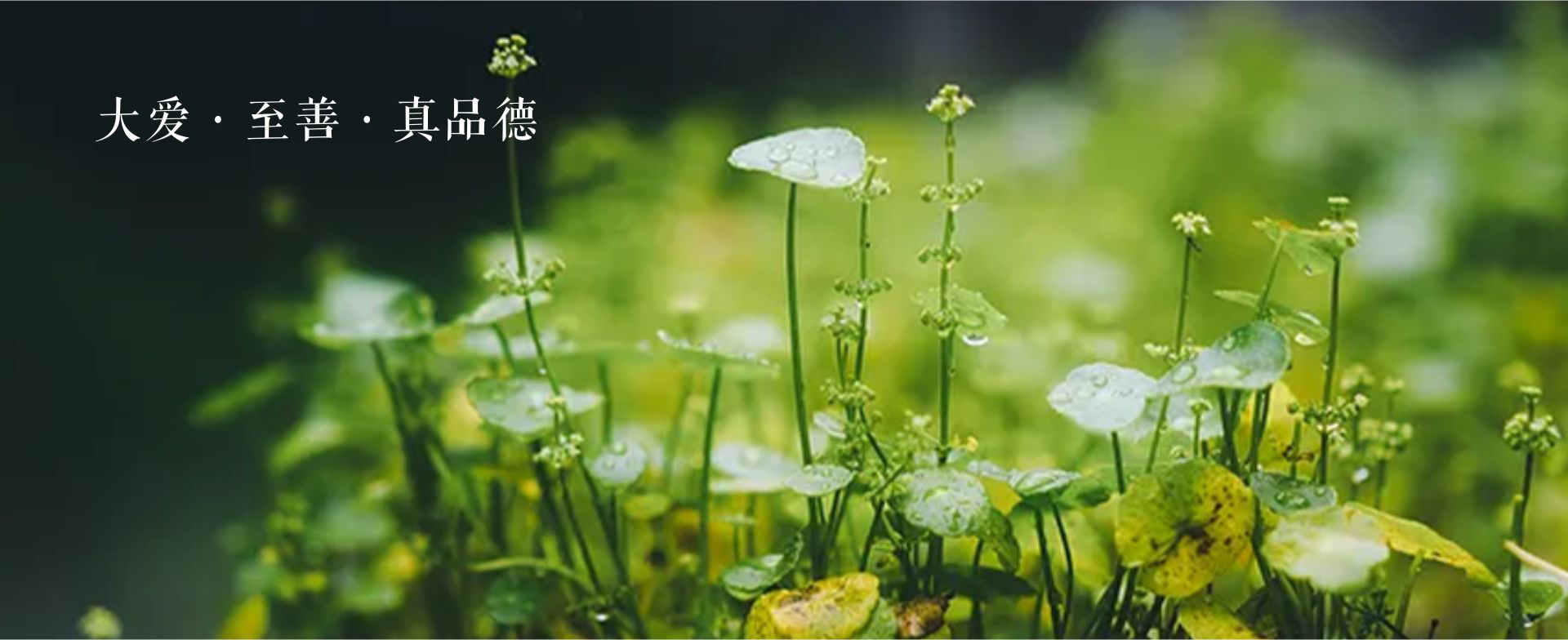 湖南革命陵园banner3